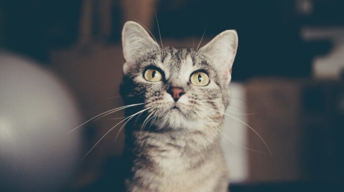 猫の種類で飼いやすいのは?特徴や性格ごとに5種類紹介します