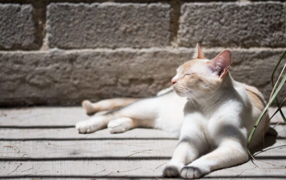 猫の種類で飼いやすいのは？特徴や性格ごとに5種類しょうかいします